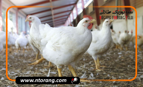 بهترین ابعاد سالن مرغداری گوشتی